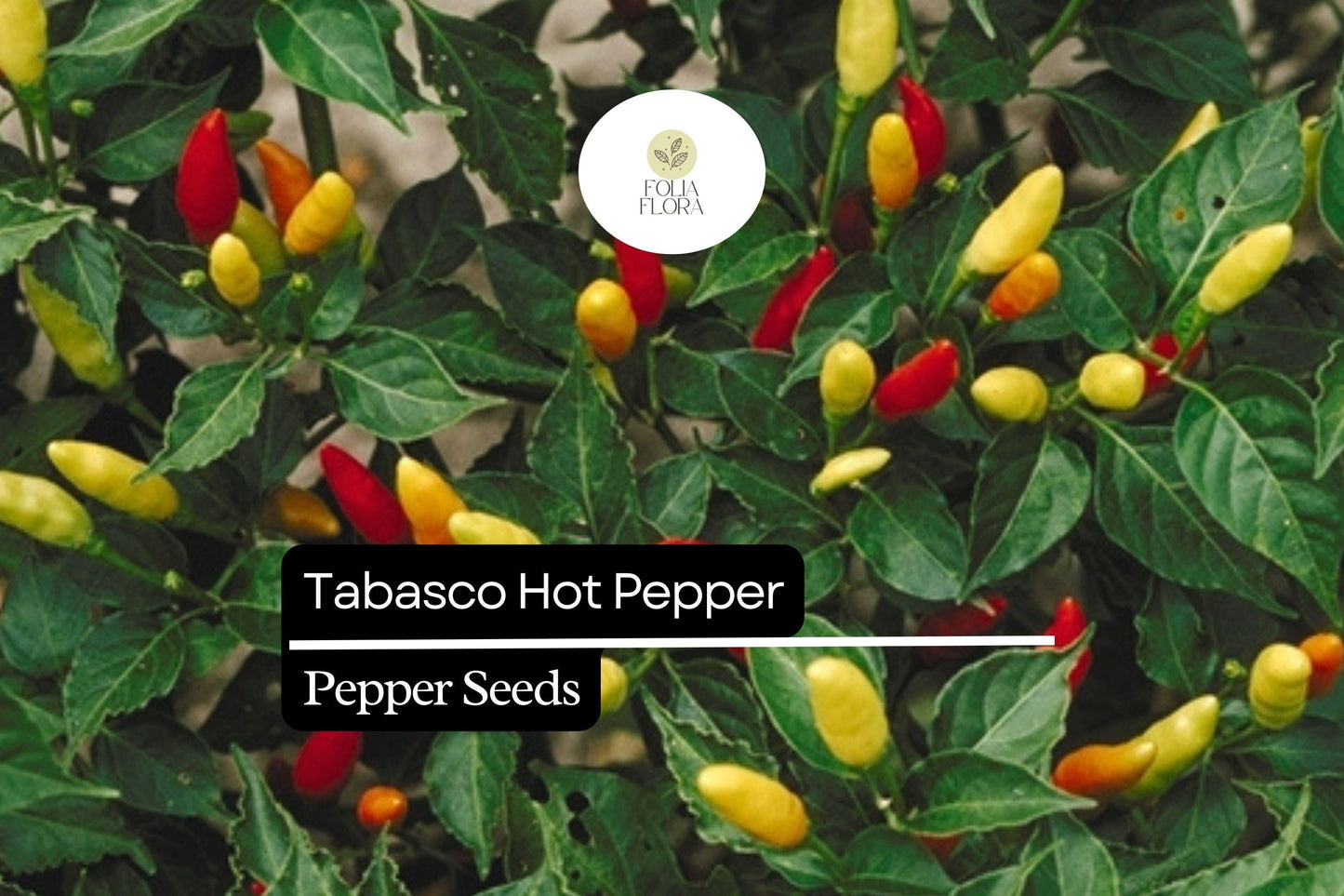 25 Tabasco Pepper Seeds – Heirloom, Spicy, High-Yielding Capsicum frutescens