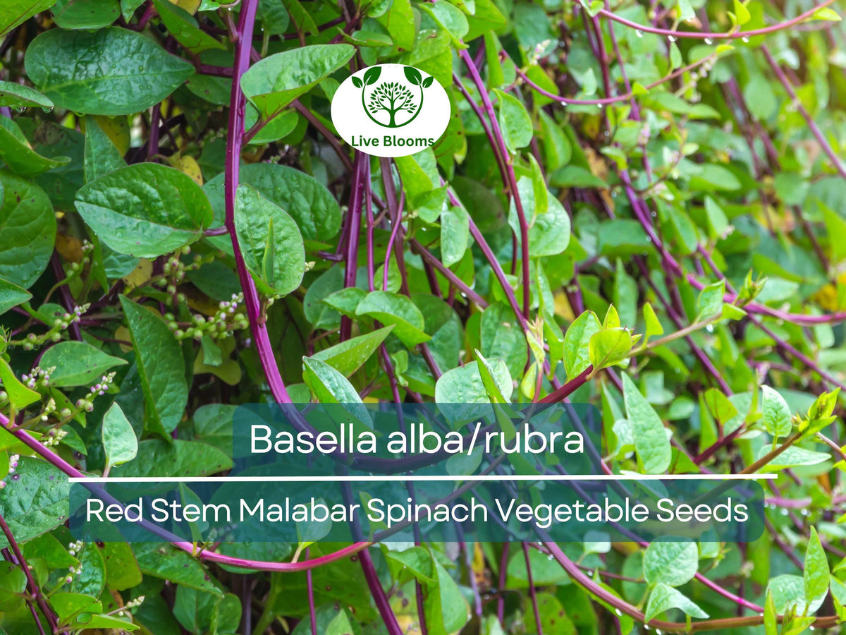 Malabar Spinach Seeds 500 mg Red Stem - Basella alba/rubra Heirloom Vegetable for Summer Gardening and Nutrient-rich Harvests