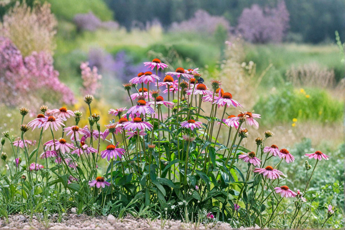 Purple Coneflower Seeds - 100 Count - Echinacea purpurea - Long-Blooming Native Perennial for Pollinators & Wildlife
