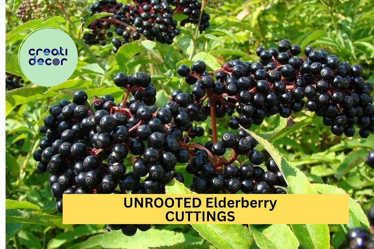 10 Unrooted Elderberry Cuttings Sambucus canadensis - Easy Propagation Native Shrub for Garden & Wildlife