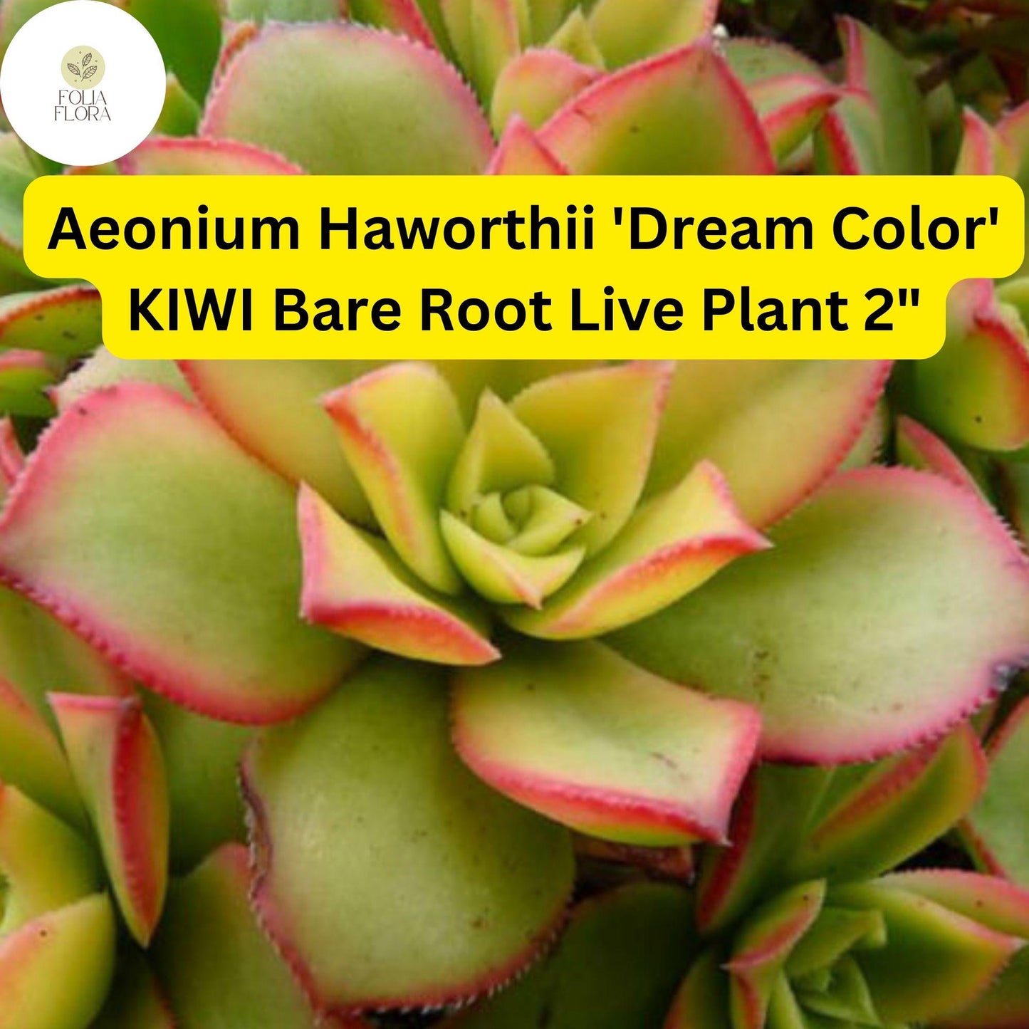 Aeonium haworthii ‘Dream Color’ Kiwi - 2 Bare Root 2" Variegated Succulent Plants, Drought-Tolerant