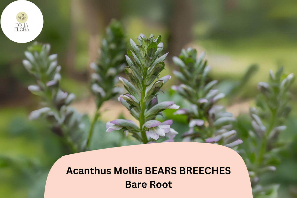 Acanthus mollis Bear’s Breeches Live Plant 12” Purple White Flower Perennial, Hardy Architectural Foliage, BARE ROOT