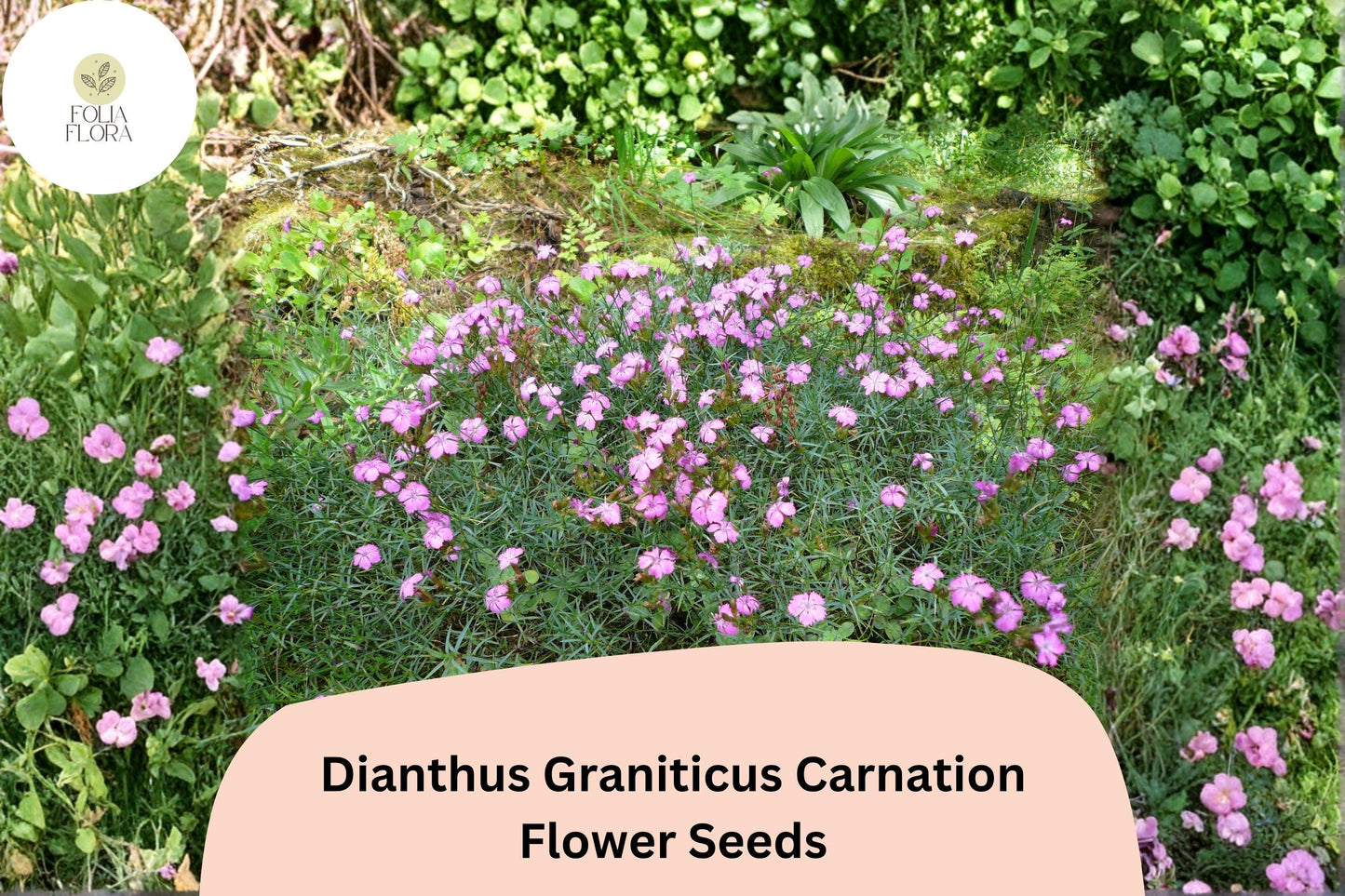 200+ Dianthus Graniticus Carnation Seeds - Hardy Pink Perennial Flowers for Borders & Pots