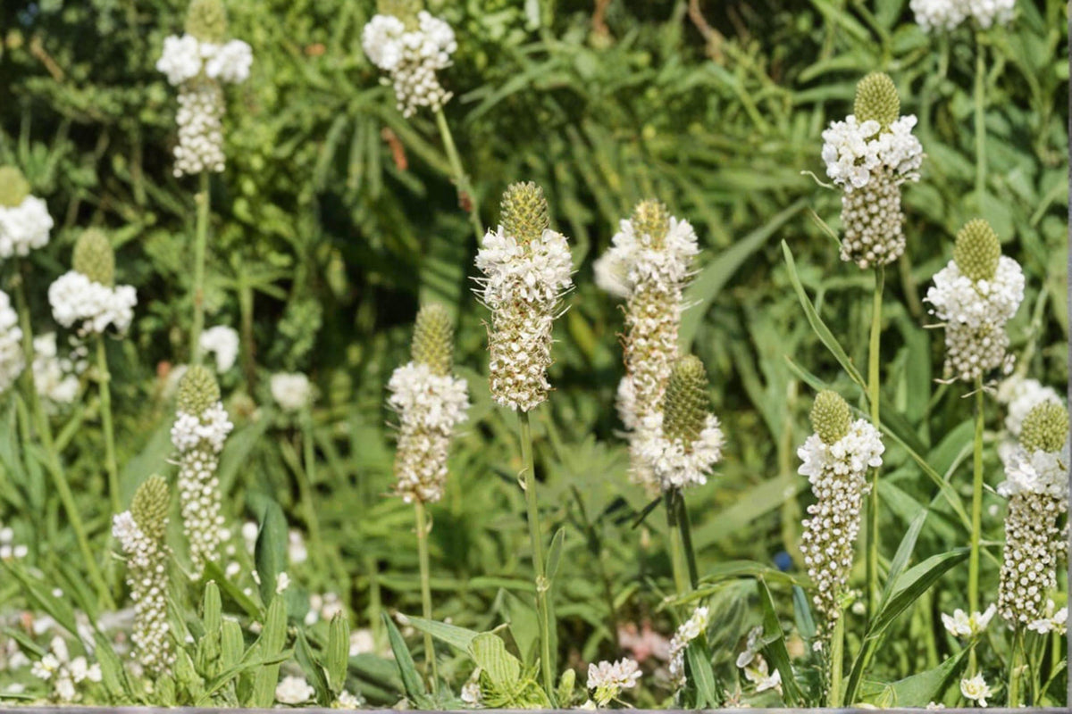 White Prairie Clover Seeds - 100 Pack - Dalea candida - Native Perennial for Pollinators and Prairie Restoration