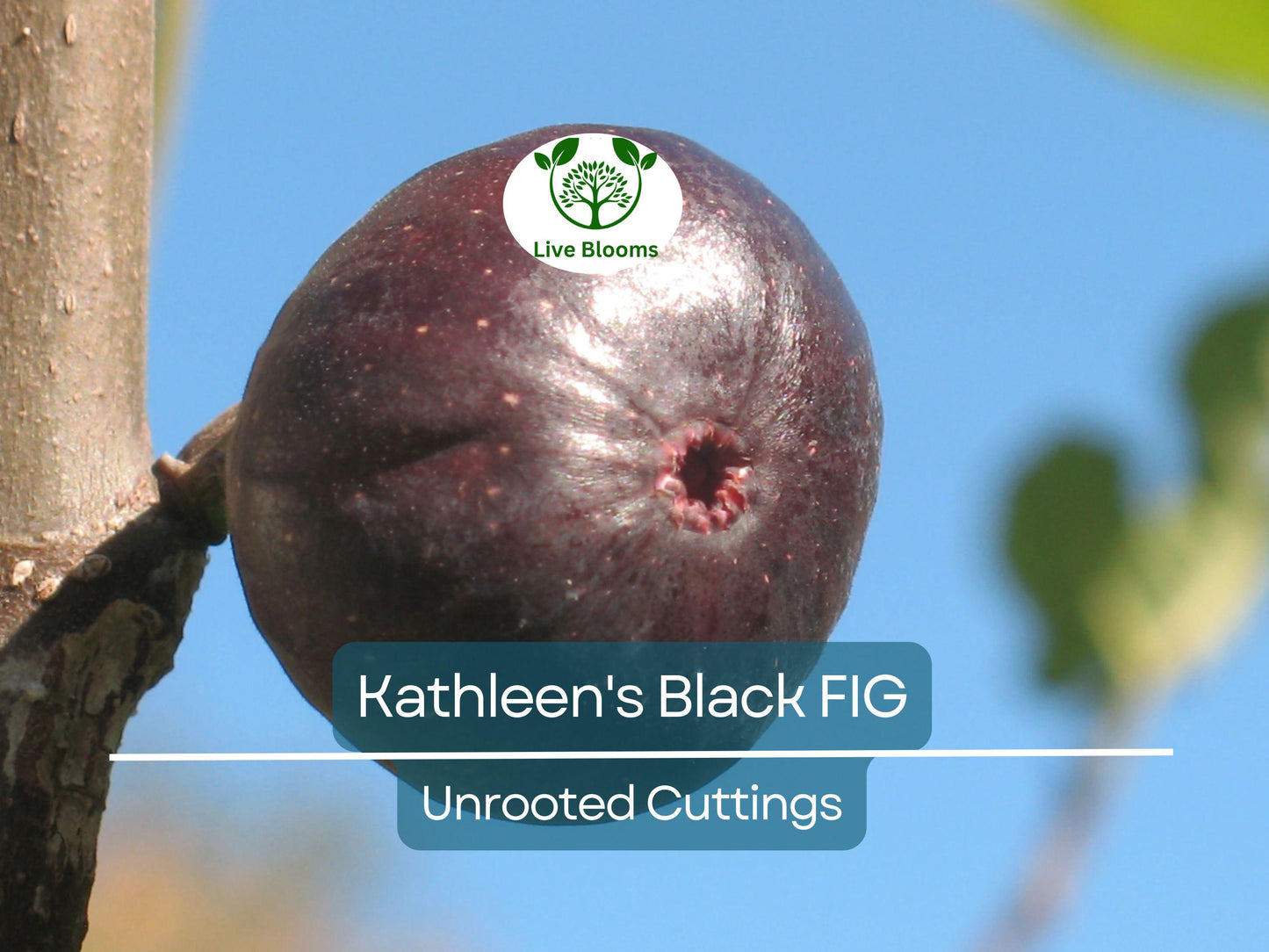 Kathleen's Black Fig Unrooted Cutting - Premium 8 Inch Fig Cutting with 3+ Nodes for Rooting & Grafting