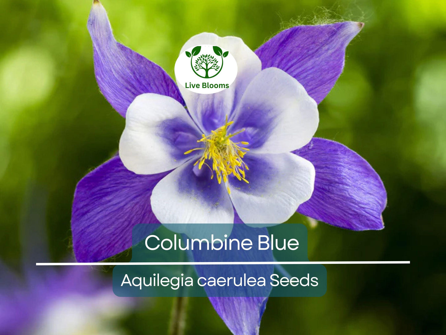 500 Seeds Columbine Blue - Native Perennial Aquilegia caerulea, Non-GMO, Pollinator-Friendly Spring Blooms