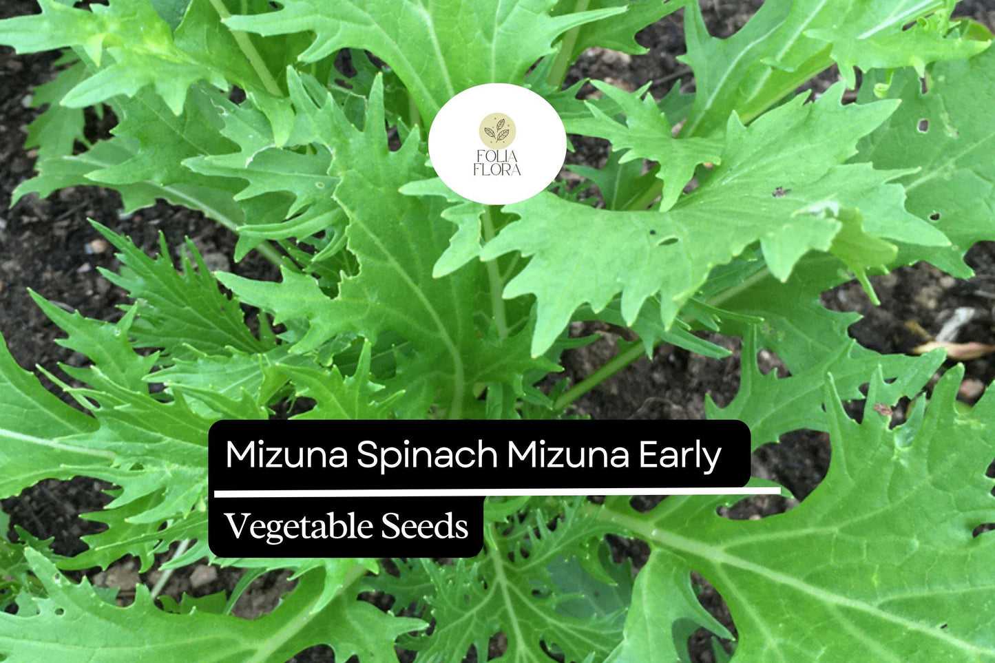 500mg Mizuna Spinach Early Seeds | Fast-Growing, Mild Flavor, Non-GMO Edible Greens