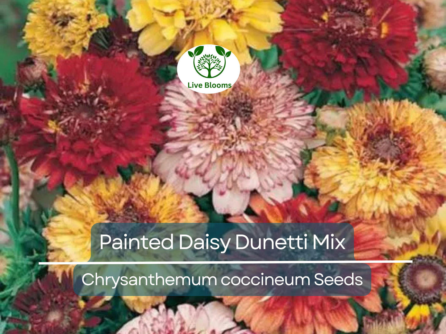 100 Painted Daisy Dunetti Mix Seeds - Heirloom Perennial Chrysanthemum coccineum, Non-GMO, Pollinator-Friendly