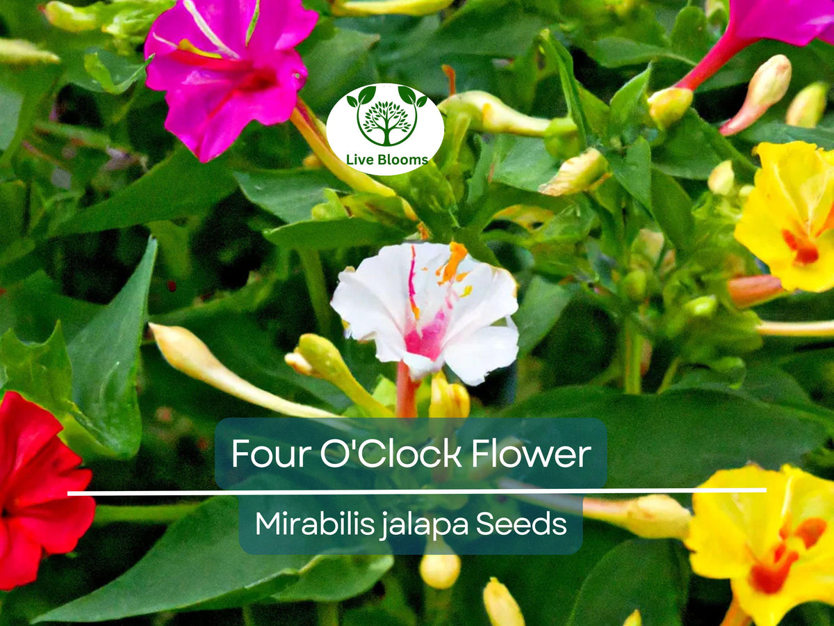 Four O'Clock Flower Seeds Mix | 50 Seeds | Vibrant Colors | Mirabilis jalapa | Perennial Garden Flowers | Easy to Grow