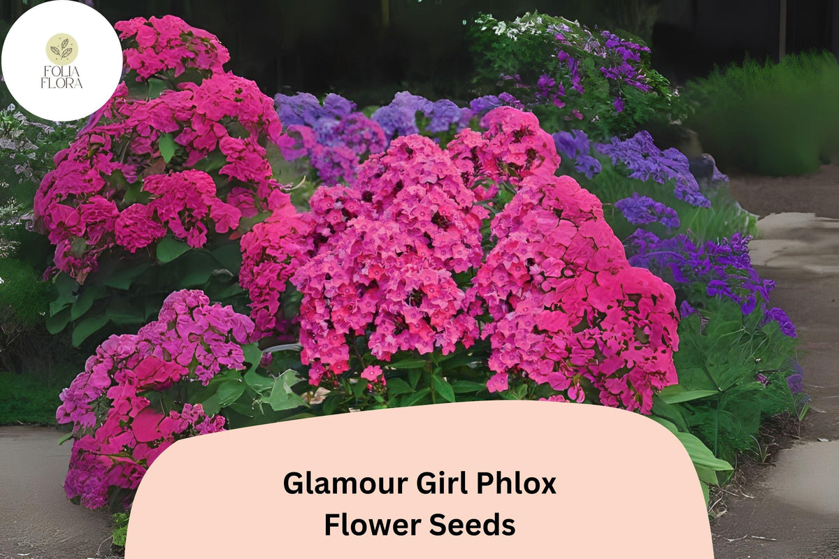 Glamour Girl Phlox Seeds - 100+ Non-GMO Coral-Pink Perennial Flower Seeds, Phlox paniculata, Attracts Butterflies