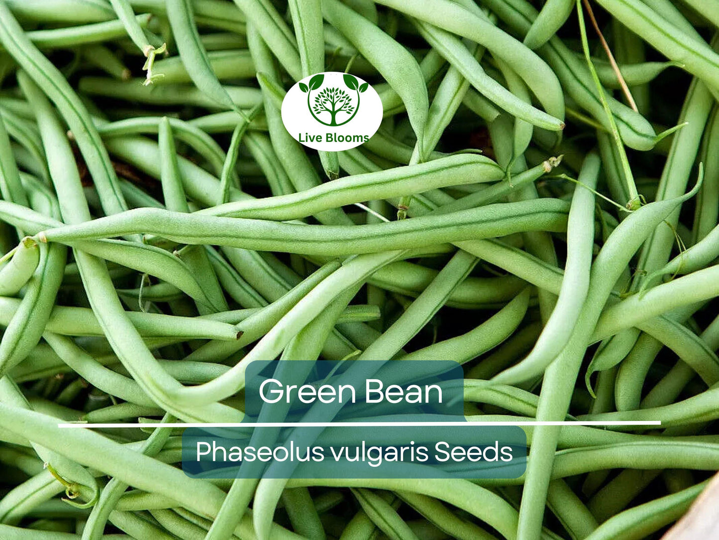 100 Jade Bush Green Bean Seeds - High Yield, Easy to Grow Non-GMO Vegetable Seeds for Home Garden