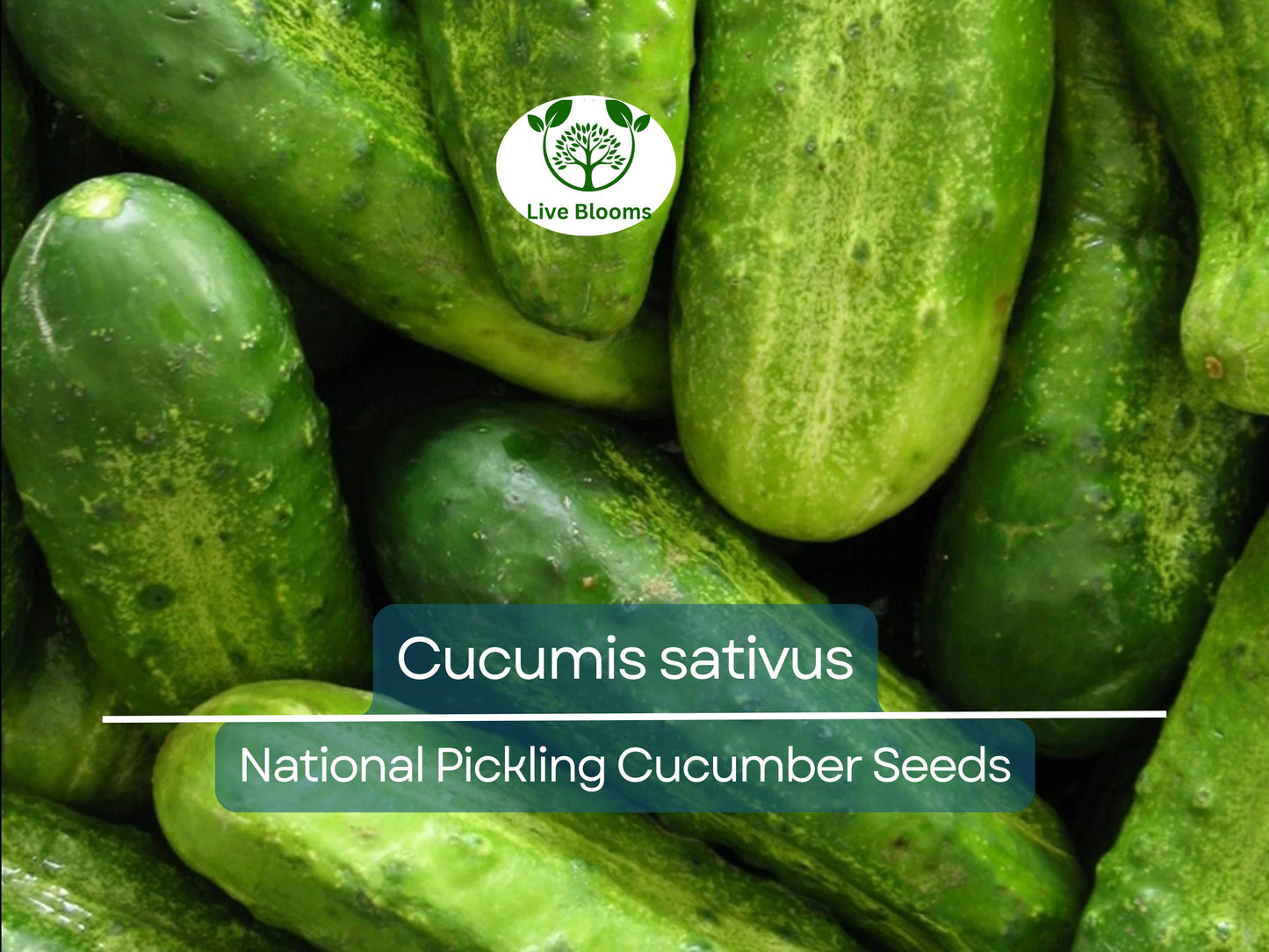 35 Seeds Cucumber National Pickling Heirloom Variety for Crisp Pickles & Fresh Eating