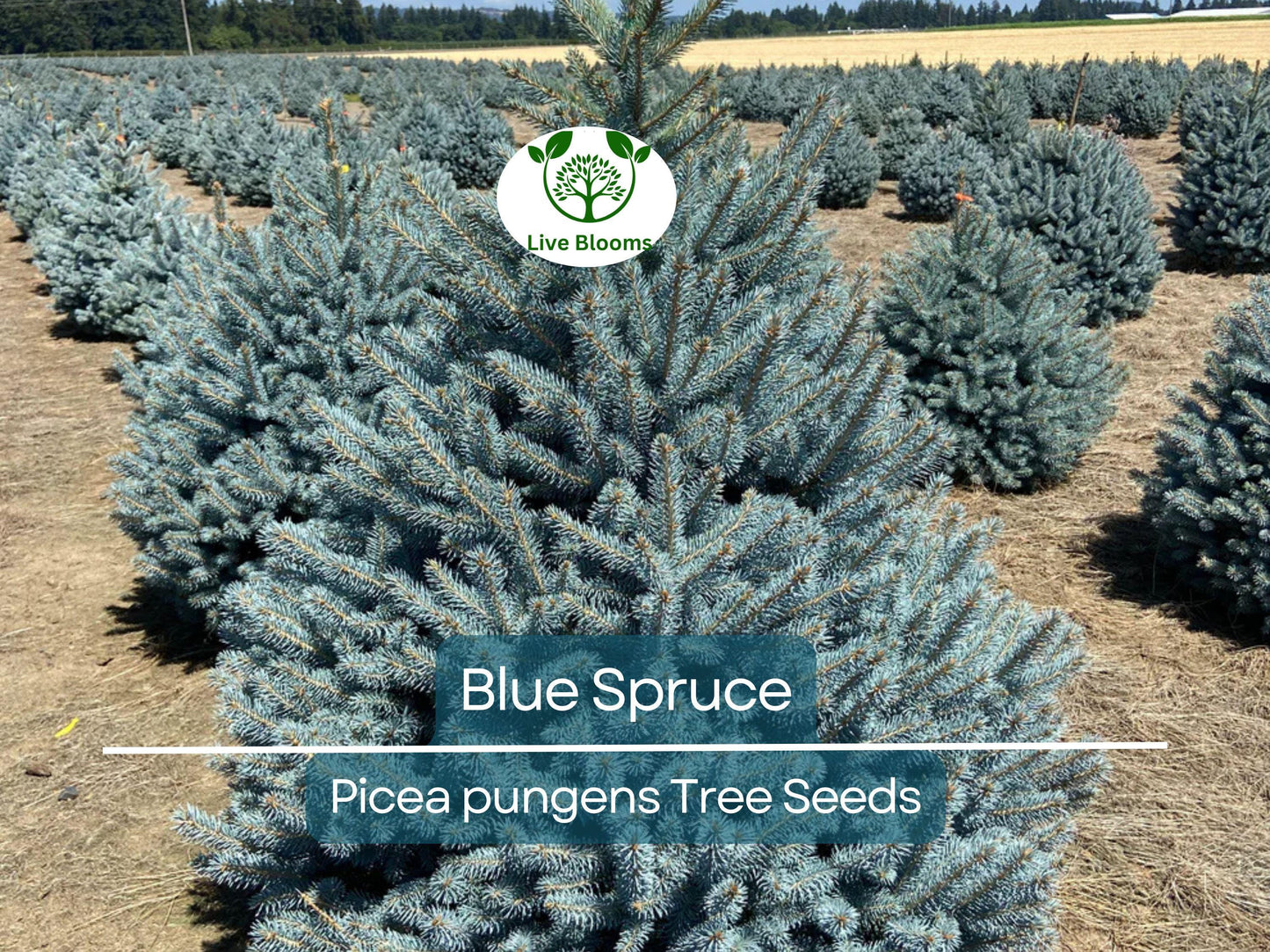 50 Blue Spruce Seeds - Picea pungens Evergreen Trees for Landscaping & Gardens
