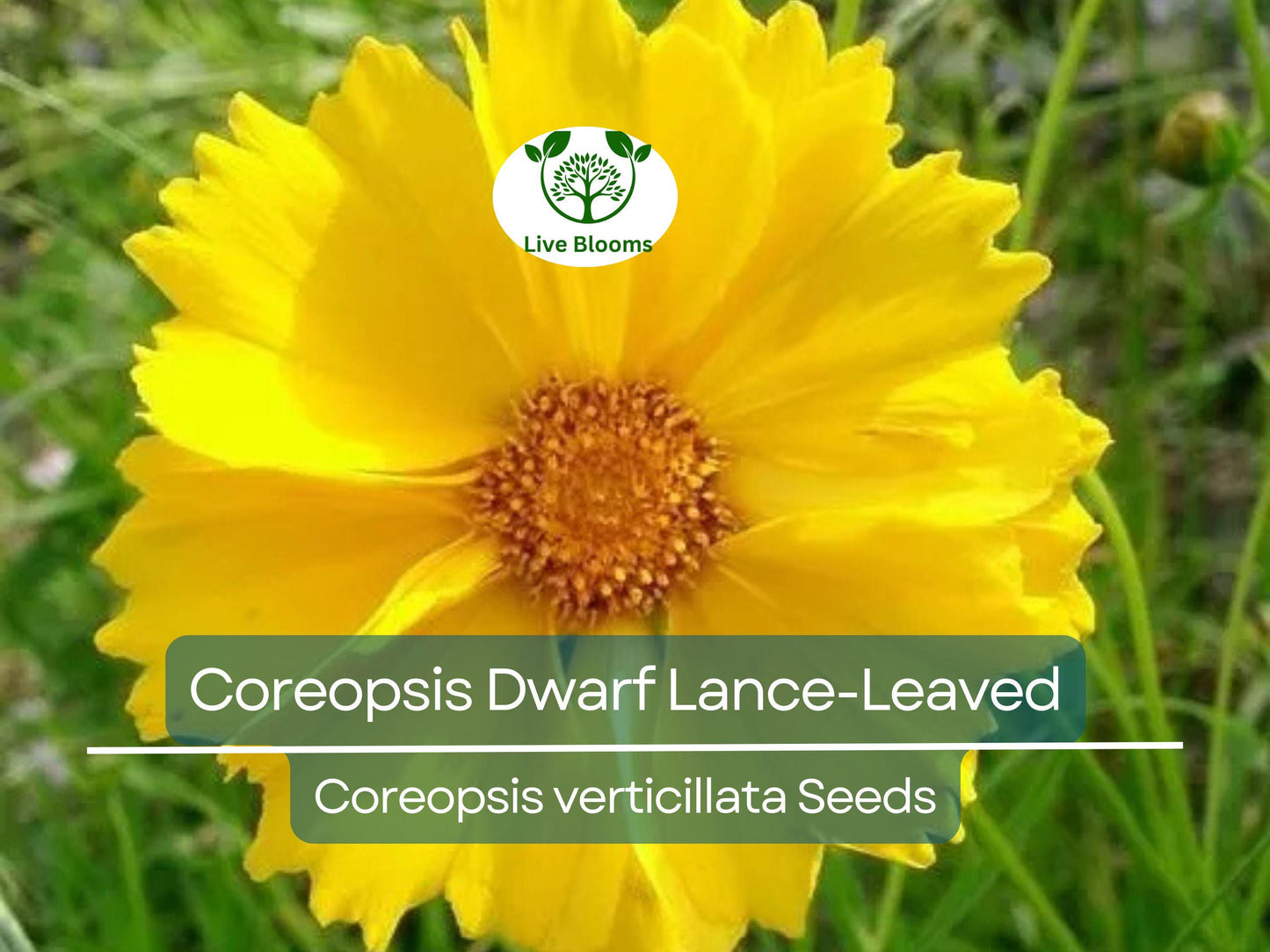 500 Seeds Coreopsis Dwarf Lance-Leaved Tickseed Perennial Non-GMO Yellow Butterfly Garden Plant