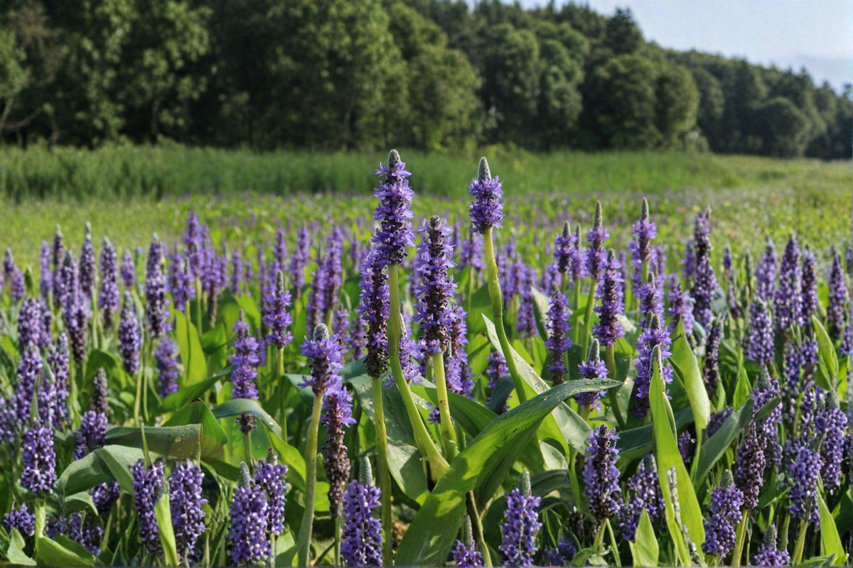 Pickerel Weed Seeds – 10 Pack – Pontederia cordata – Native Aquatic Perennial for Water Gardens & Wetlands