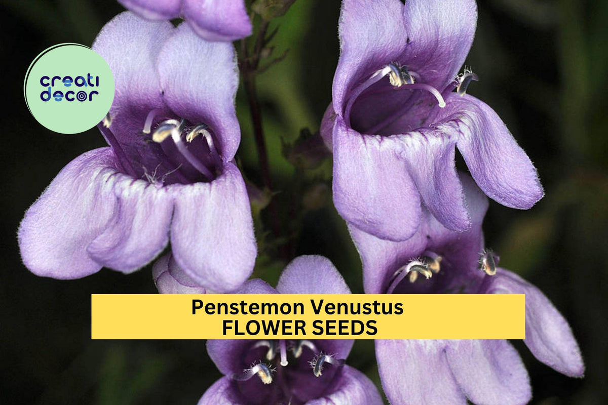 Penstemon Seeds 3pcs 100mg Venus Penstemon Purple Flowers Penstemon venustus for Pollinator Gardens, Native Landscaping