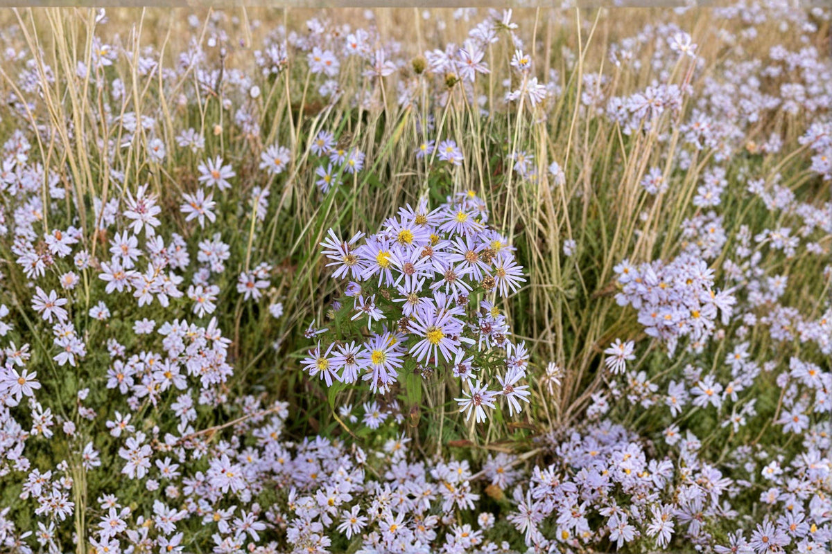 New York Aster Seeds | 100 Seeds | Native Purple Wildflower | Symphyotrichum novi-belgii | Pollinator Garden Plant