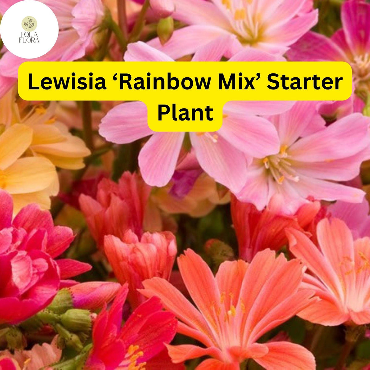 Live Starter Plant Lewisia 'Rainbow Mix' Hardy Succulent with Colorful Blooms - Drought-Tolerant Perennial for Gardens
