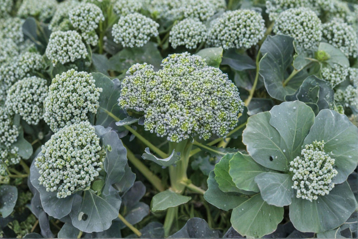 Broccoli Seeds - 300 Heirloom Waltham 29 - Cold-Hardy, Large Heads - Brassica oleracea var. italica - Perfect for Spring & Fall Gardens