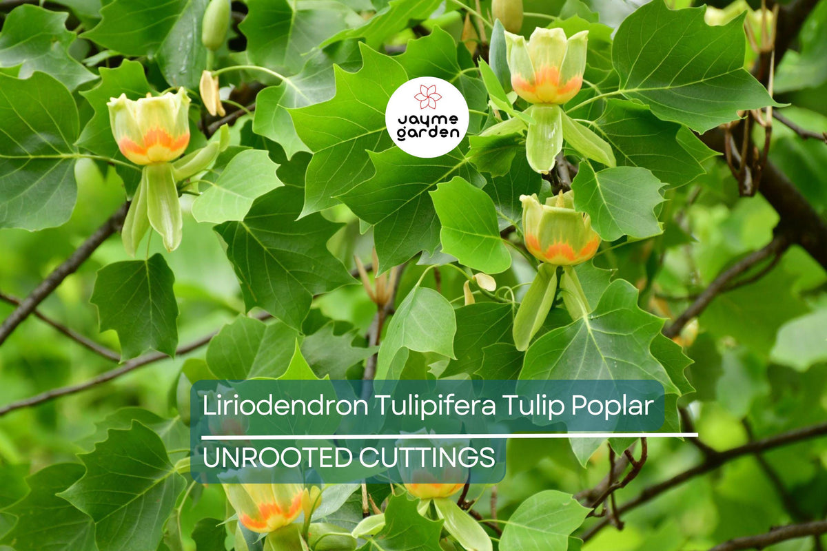 Tulip Poplar Tree Cuttings - 7 Live 12" Cuttings, Fast-Growing, Yellow Flowers, Liriodendron tulipifera, USDA Zones 4-9