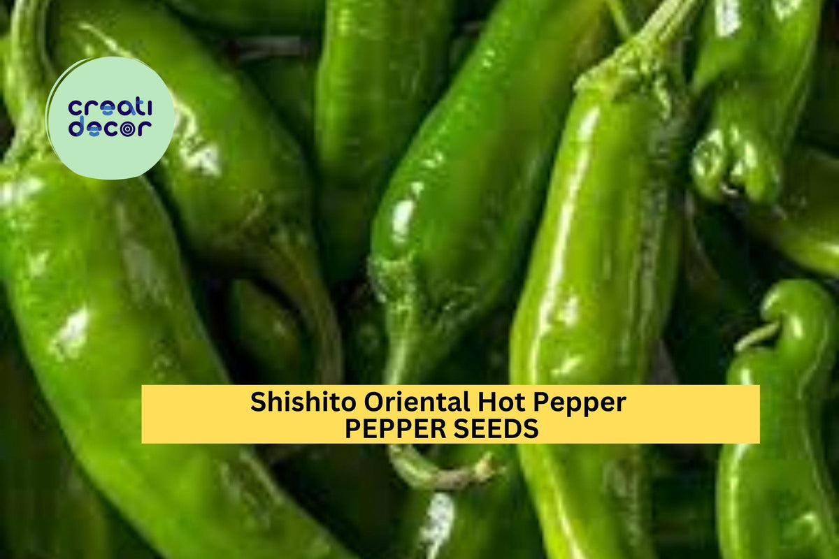 Shishito Pepper Seeds - 3pcs 250mg - Mild Oriental Chili - Capsicum annuum - Ideal for Grilling & Stir-Fries, Green to Red
