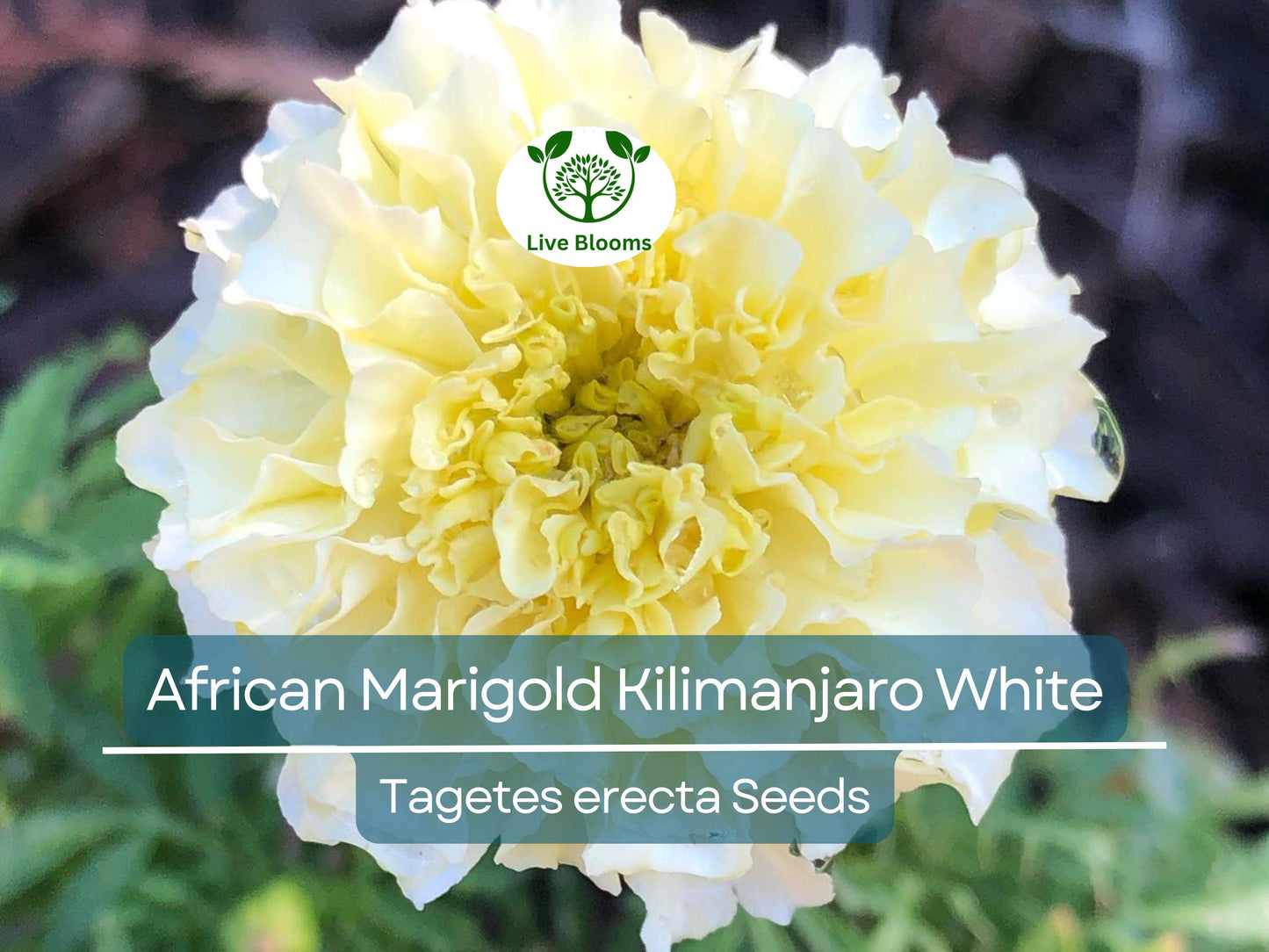 50 Seeds African Marigold Kilimanjaro White – Tall Creamy Blooms, Non-GMO, Easy to Grow, Pollinator-Friendly