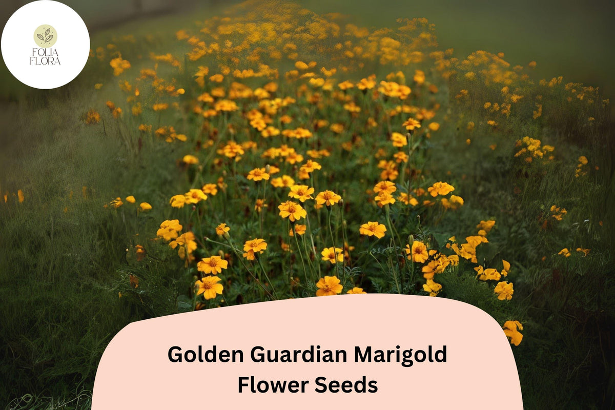 25+ Golden Guardian Marigold Seeds | Bright Orange-Golden Flowers | Tagetes patula | Easy to Grow Annual for Garden Planting
