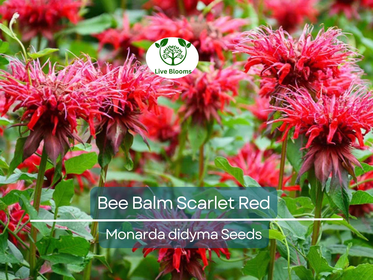 50 Bee Balm Scarlet Red Seeds | Monarda Didyma Perennial, Hummingbird-Friendly, Non-GMO