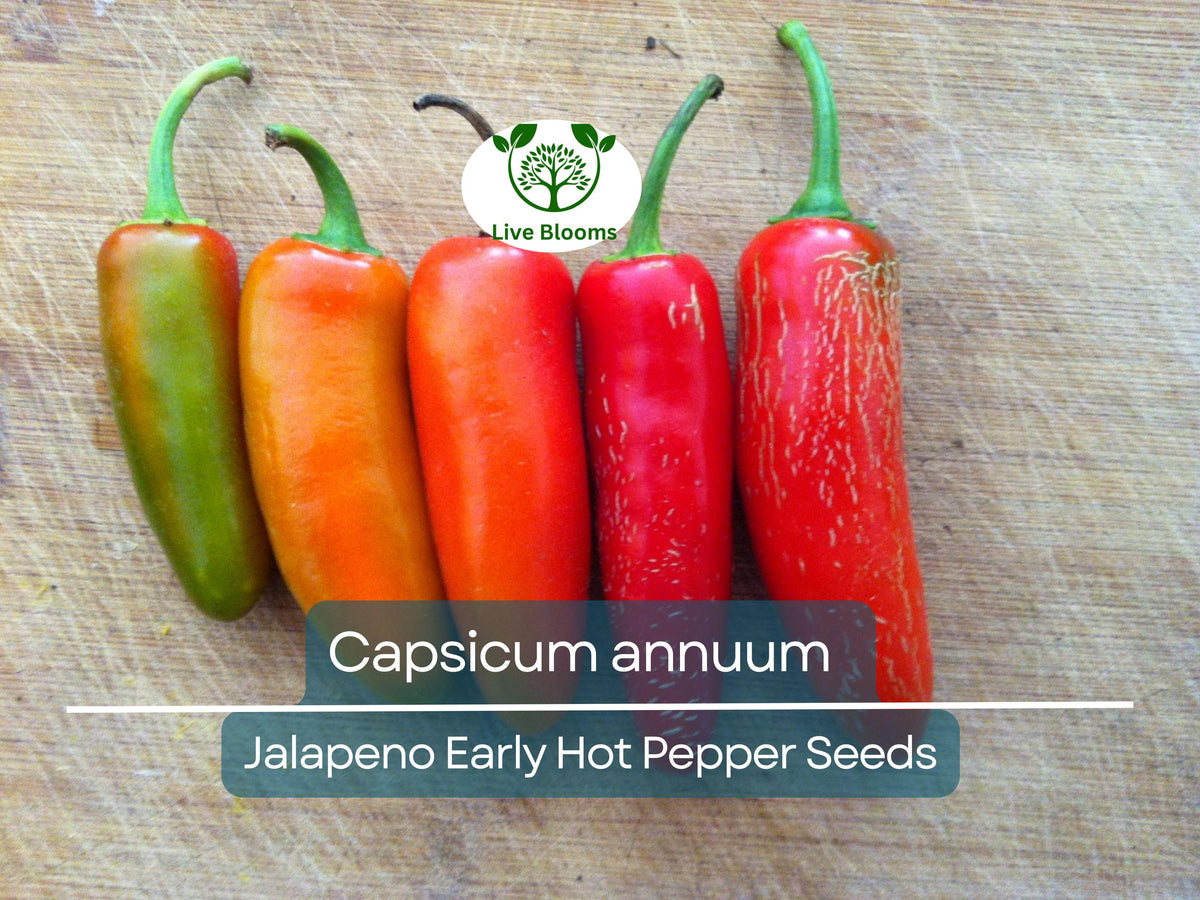 30 Seeds Jalapeno Early Hot Pepper - Capsicum annuum | Heirloom Seeds for Planting, Gardening, Fresh Spicy Harvests