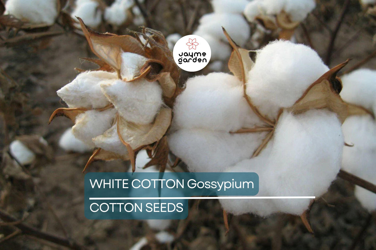 38 White Cotton Seeds - Non-GMO Gossypium - USA Seller for Spring/Fall Blooms - Unique Garden Plant Seeds
