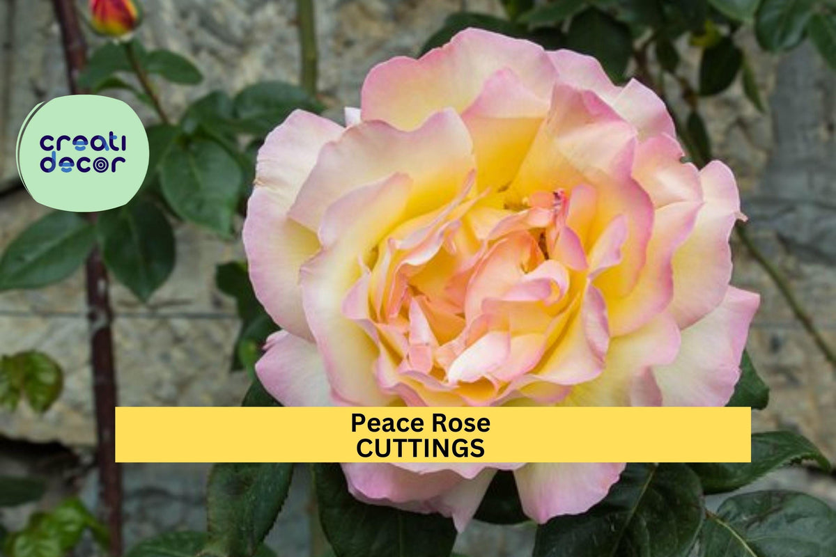 3 Peace Rose Cuttings | Hybrid Tea Rose with Fragrant Yellow and Pink Blooms | Easy to Root Garden Favorite