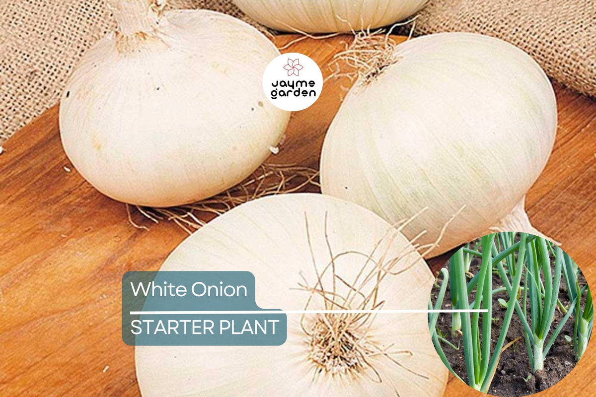 White Onion Sets 8 oz. - Non-GMO White Ebenezer Variety for Easy Planting & Storage - Allium cepa Bulbs (40-60 Bulbs)