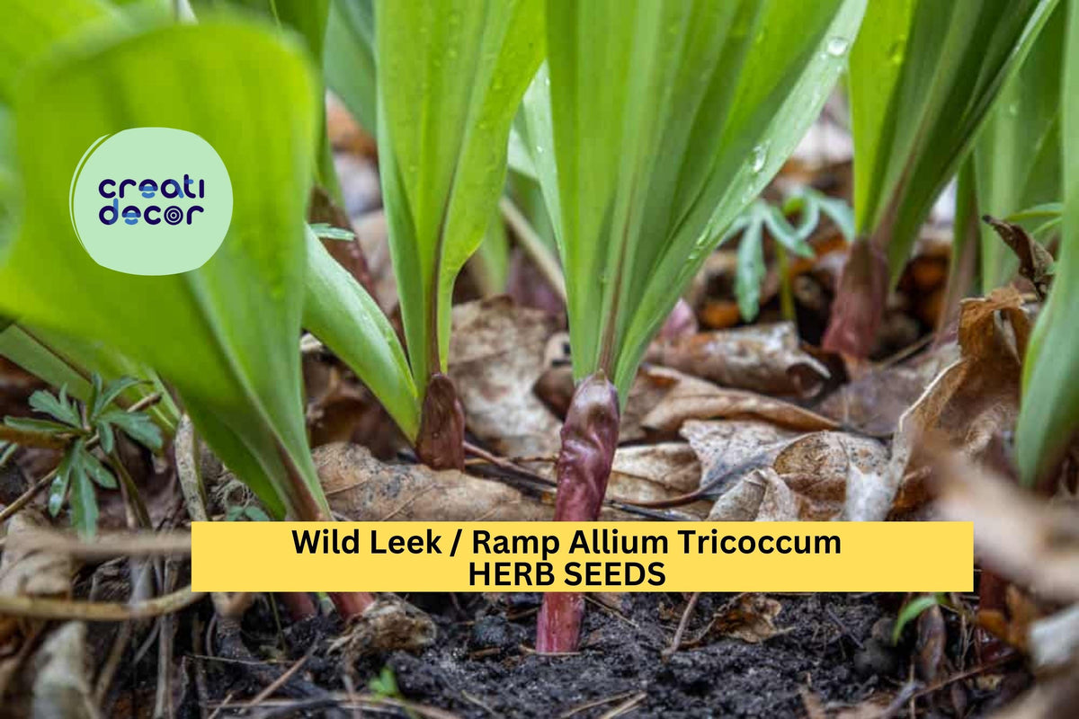 Wild Leek Seeds 30pcs - Heirloom Ramp Allium Tricoccum - Edible Onion Garlic Flavor for Woodland Gardens