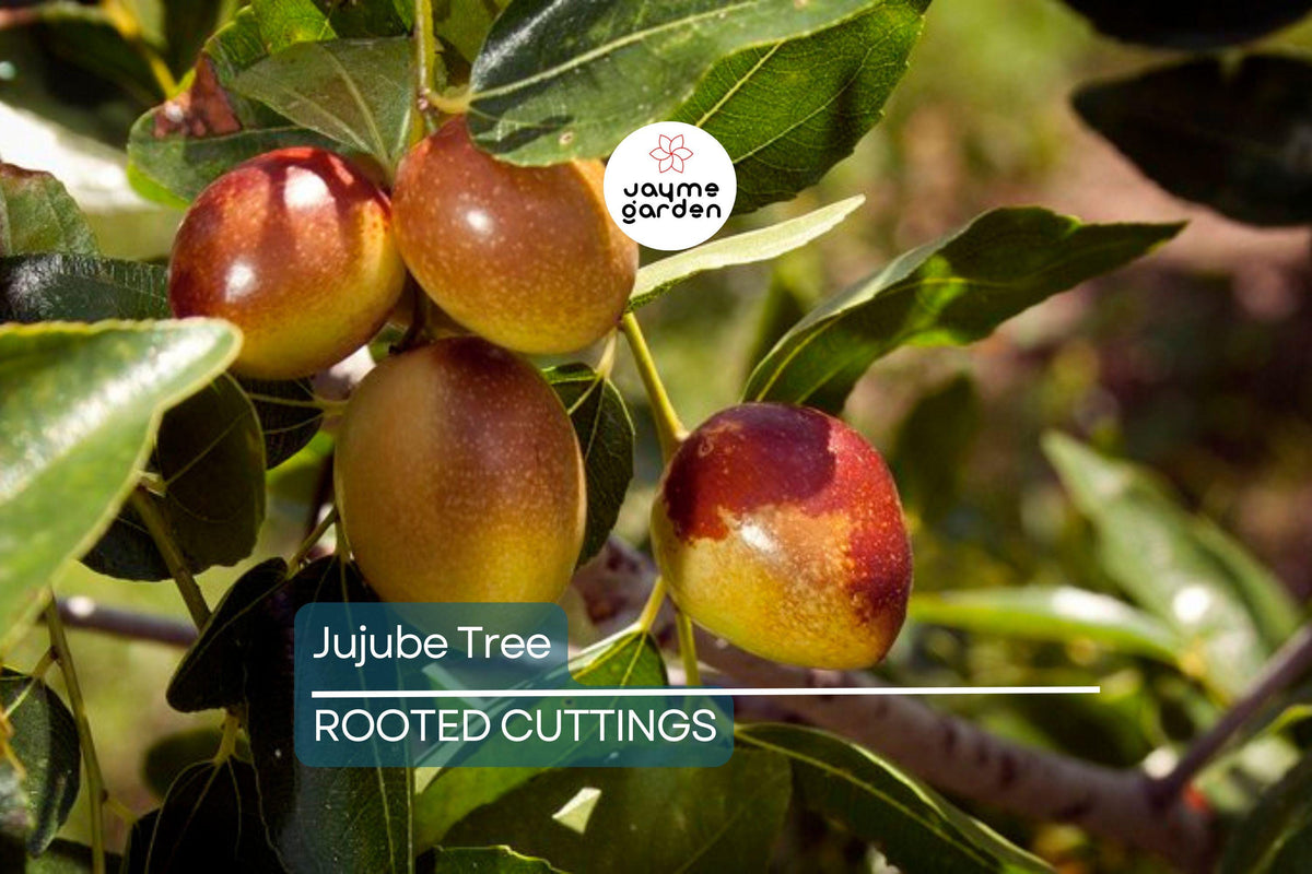 Bare Root Jujube Tree 15” Lang Chinese Red Date (Ziziphus jujuba) - Sweet Fruit, Easy Care, Drought Tolerant, No Pot Included