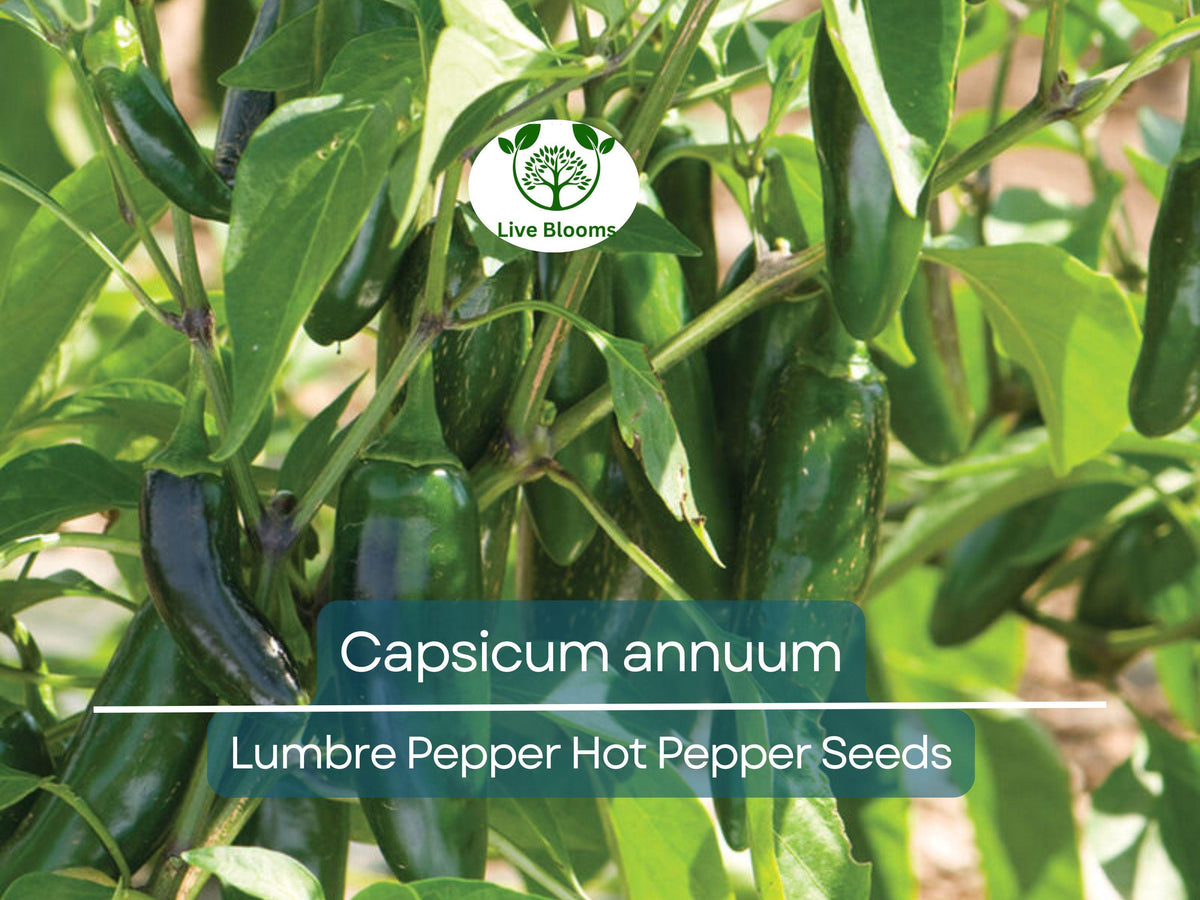 Lumbre Pepper Seeds 250 mg - Capsicum annuum | Spicy Hot Chili for Gardening, Salsas & Culinary Use