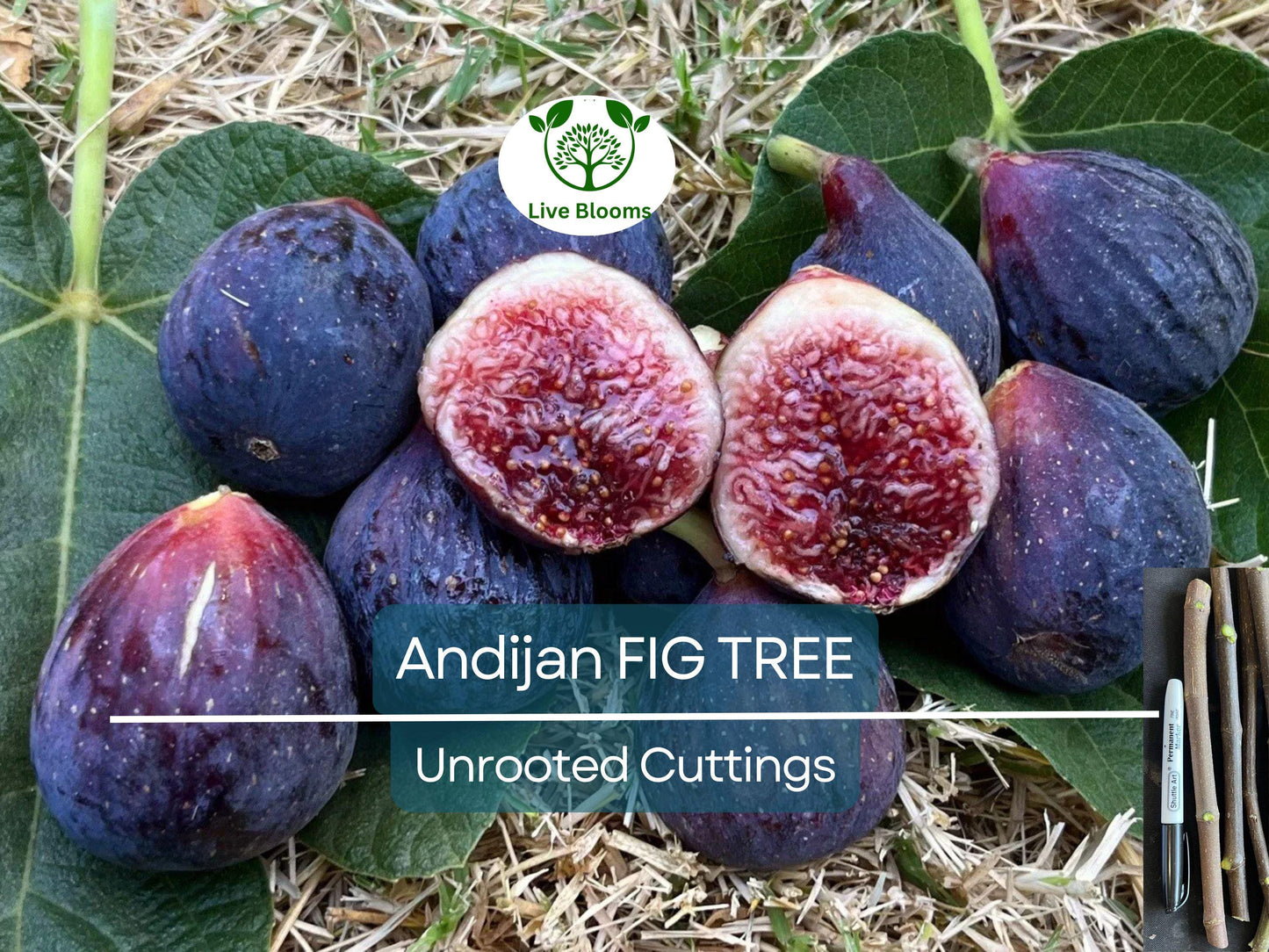 3 Andijan Fig Tree Unrooted Cuttings - Rare Ficus Carica, Sweet & Hardy Fruit Trees for Rooting & Grafting