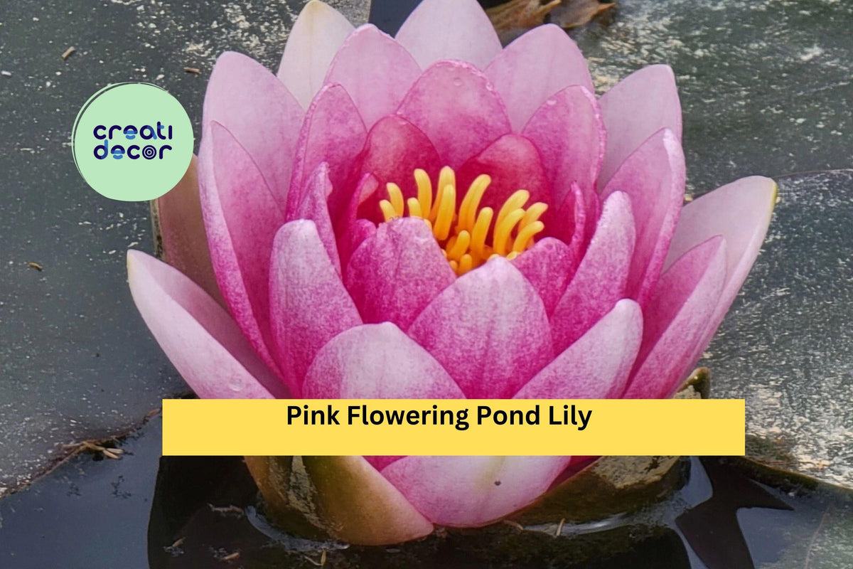 Pink Flowering Pond Lily Root Ball | Hardy Nymphaea Water Lily for Ponds & Water Gardens