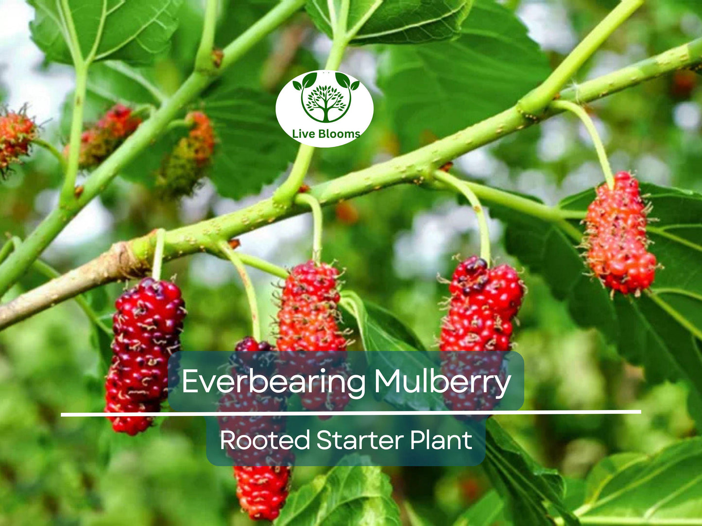 Illinois Everbearing Mulberry Rooted Starter Plant - Sweet, Fast-Growing Morus alba Fruit Tree