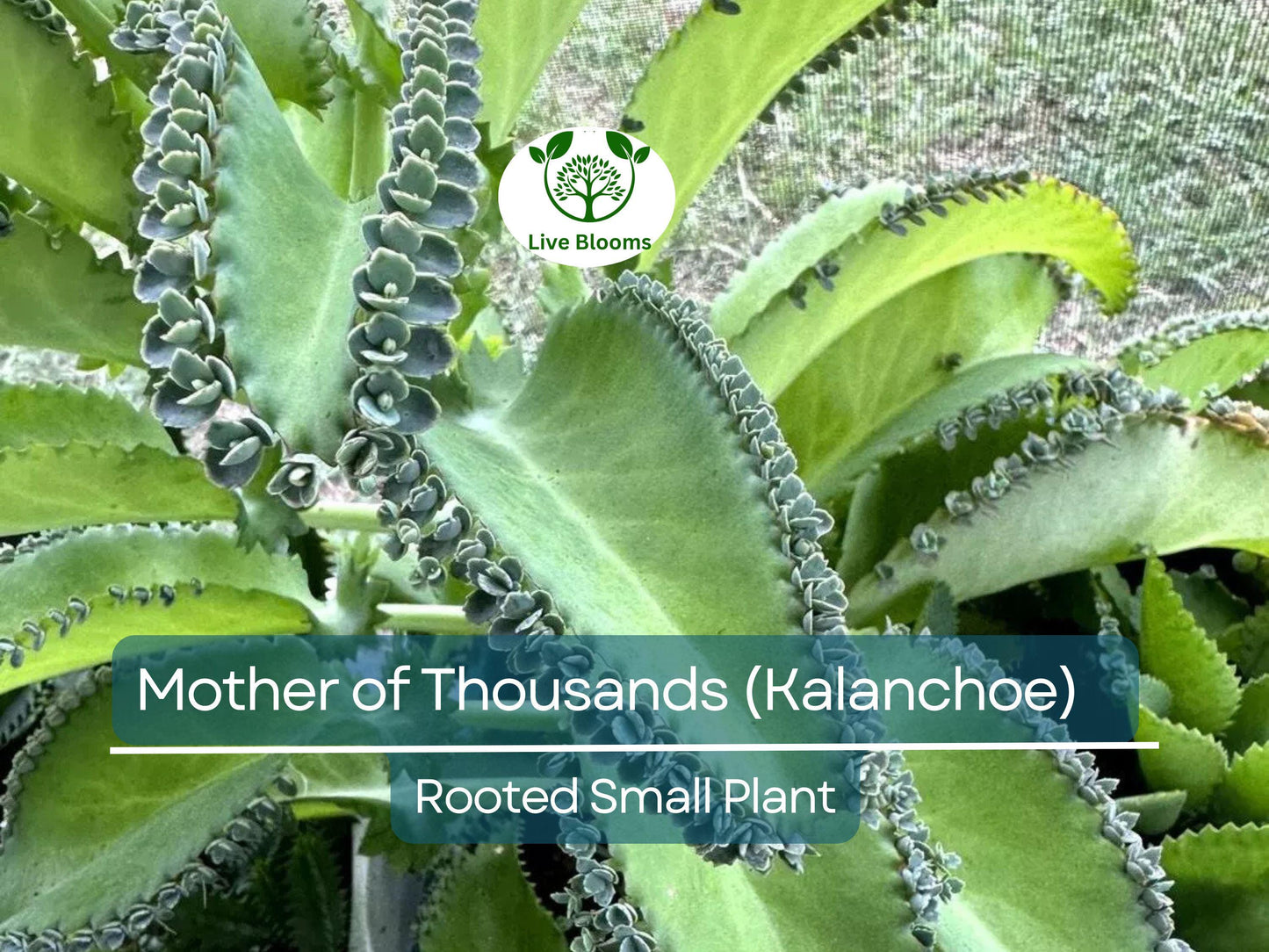 Mother of Thousands Plant (Kalanchoe) - Easy Care, Fast-Growing Succulent for Indoor Gardens