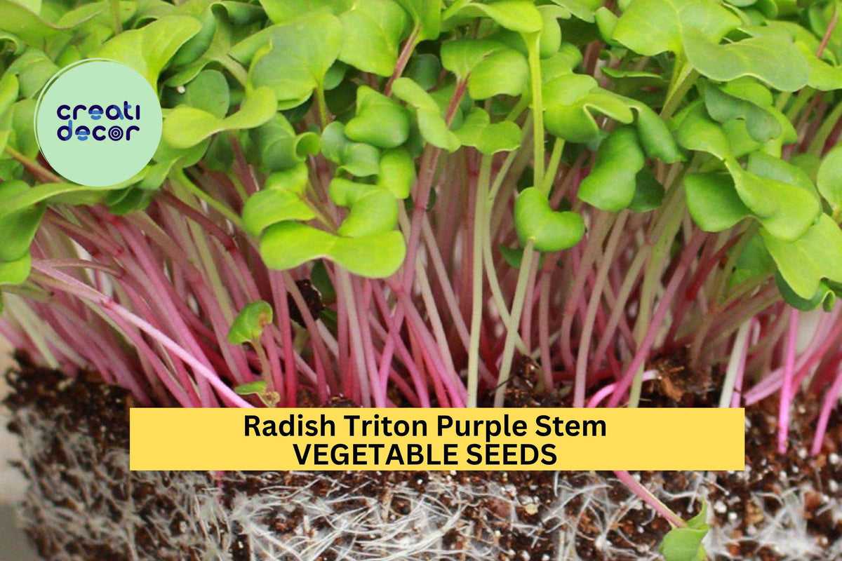 Radish Seeds 3pcs 1g Triton Purple Stem Raphanus sativus Heirloom Variety for Garden or Container Planting