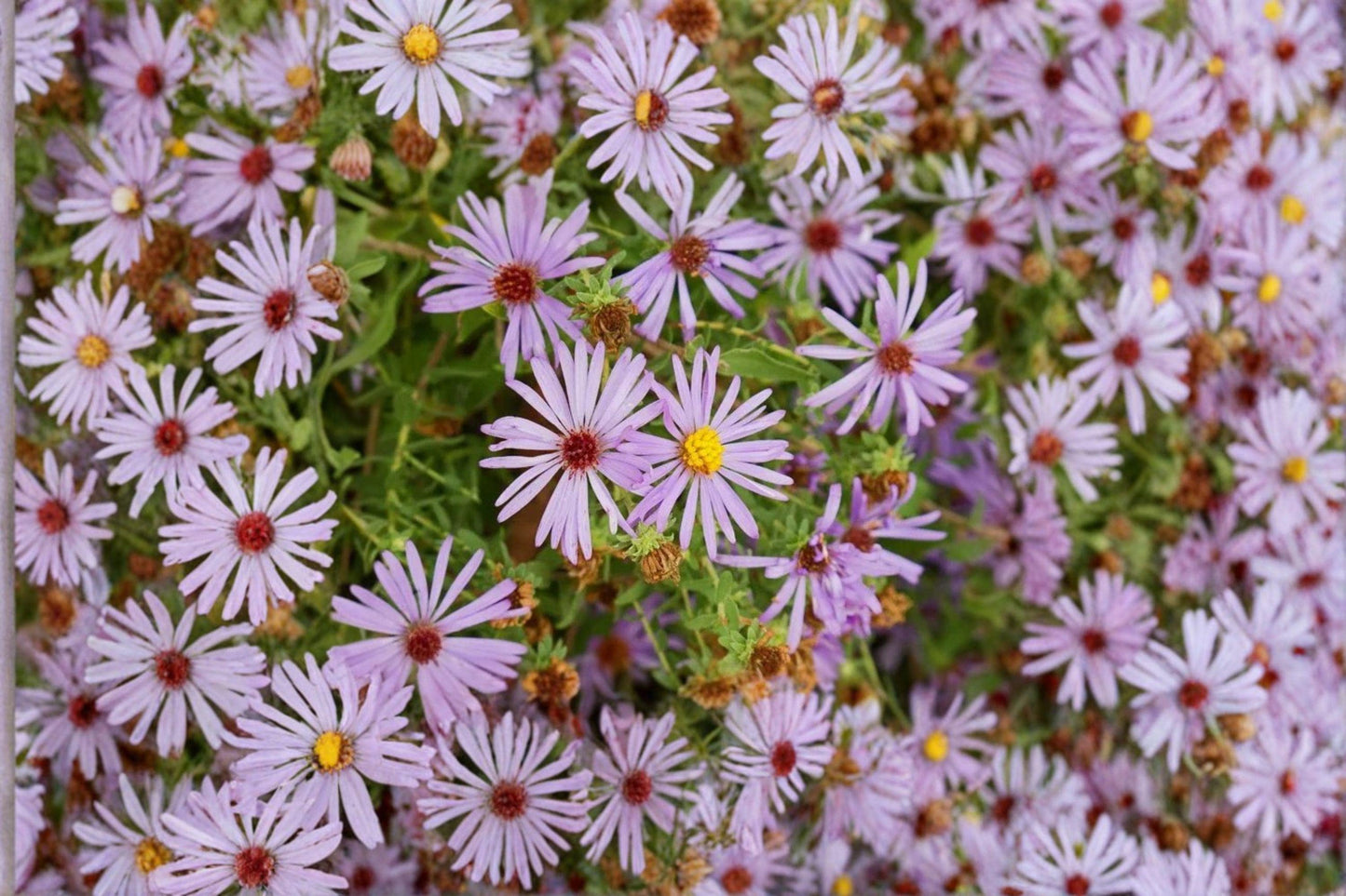 Aromatic Aster Seeds, Symphyotrichum oblongifolium, Native Wildflower, Fall Bloom, Pollinator Plant, Perennial, 100 Pack
