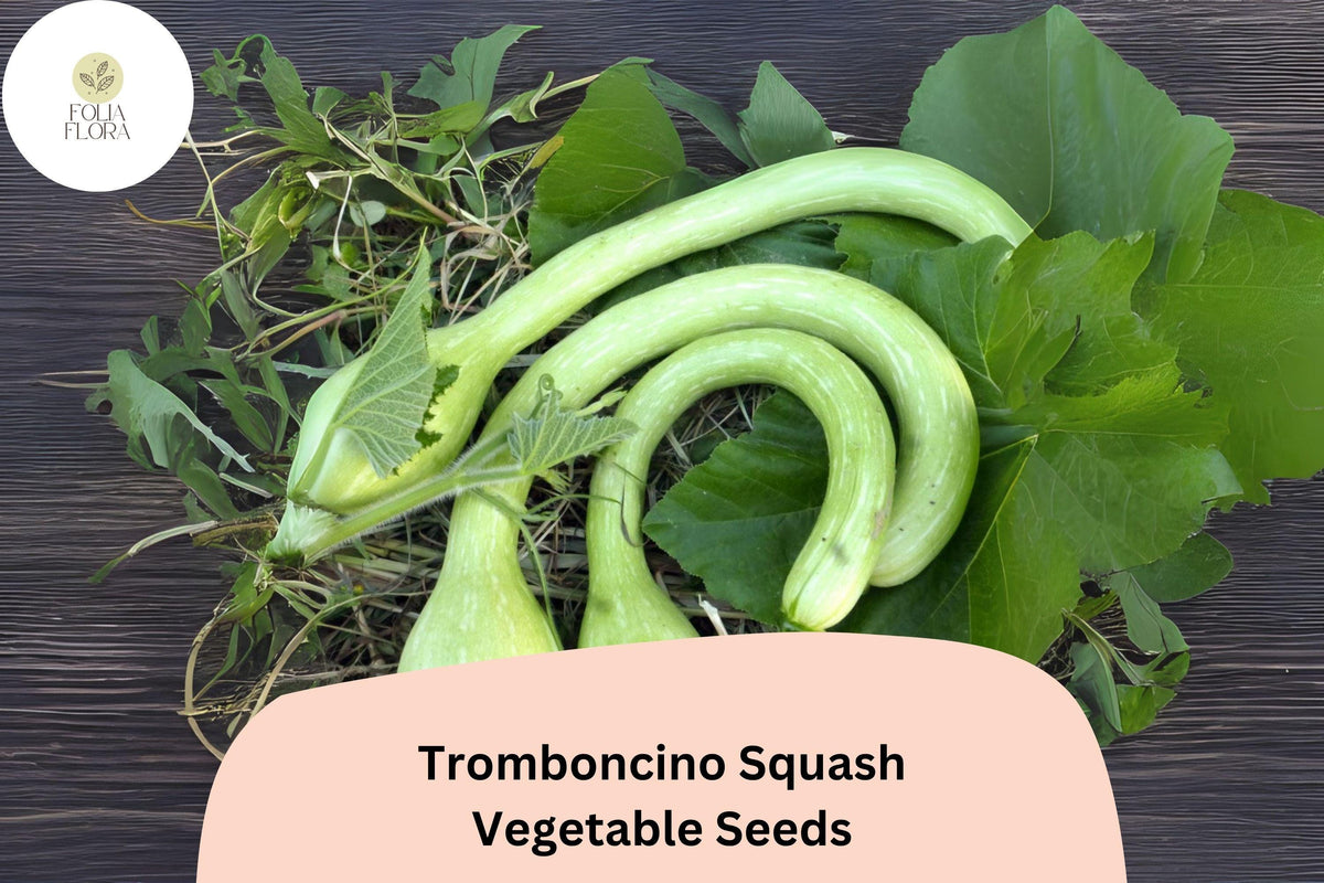 25+ Tromboncino Squash Seeds | Italian Heirloom Climbing Zucchini | Versatile Summer Vegetable