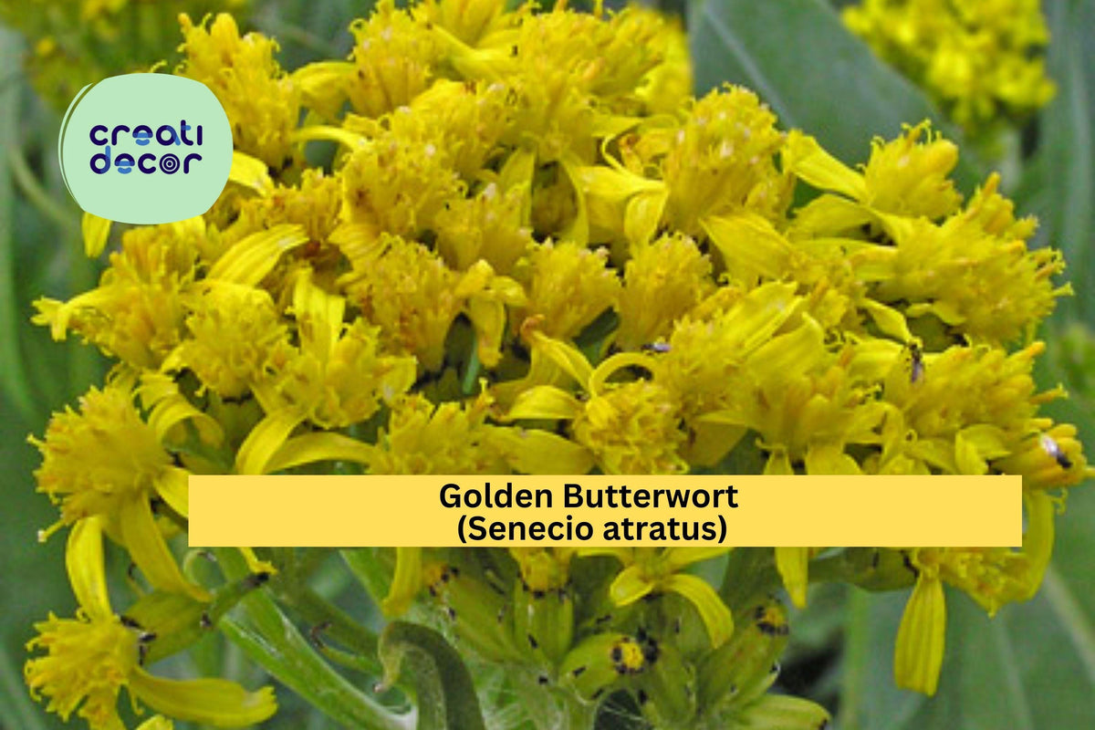 Golden Butterwort Seeds (Senecio atratus) – 100 Non-GMO Native Wildflower Seeds, Yellow Perennial, Pollinator-Friendly