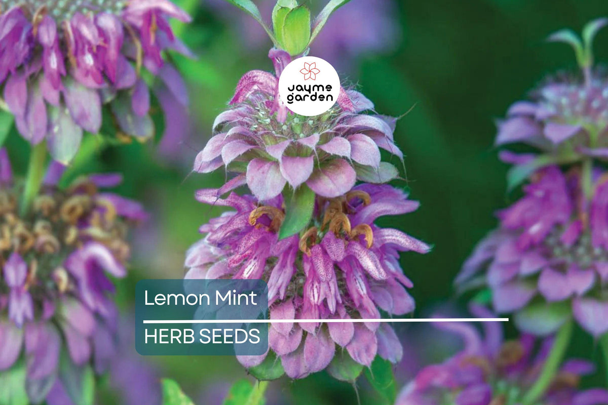 1,000 Lemon Mint Seeds - Non-GMO Culinary Herb, Edible Flowers, Monarda citriodora, Attracts Pollinators, USA Seller