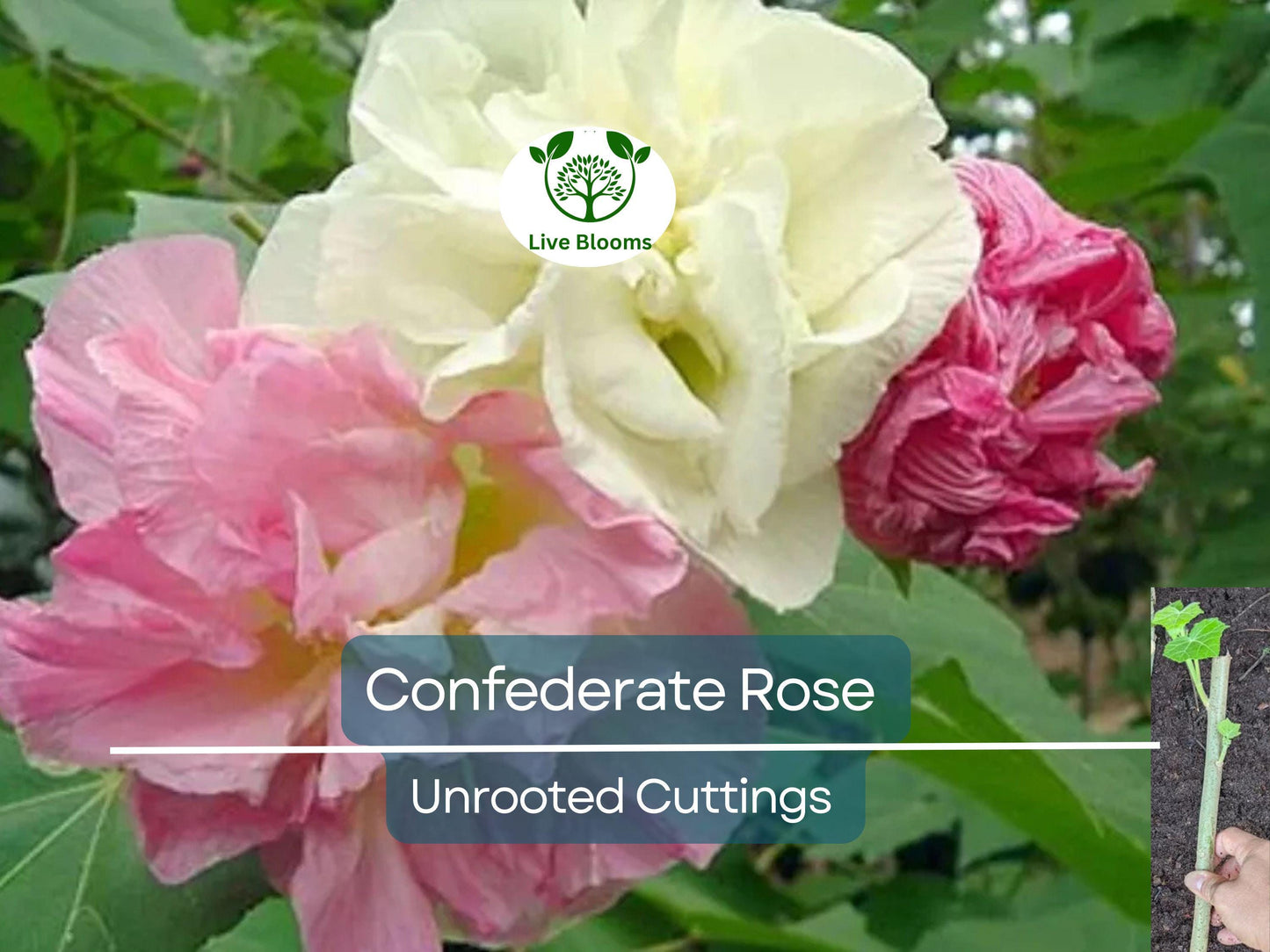 Tri-color Confederate Rose Hibiscus mutabilis Rooted Plant - Hardy Perennial Shrub with Pink, White, Red Blooms