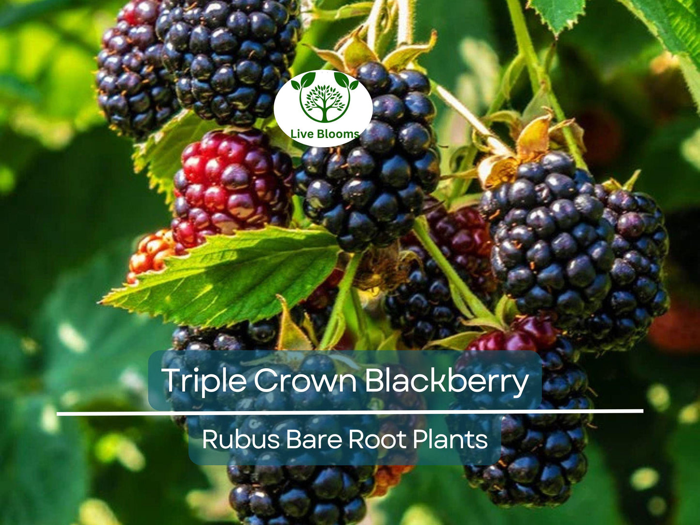 3 Thornless Triple Crown Blackberry Plants – Bare Root Bushes for Sweet, Heavy Yields