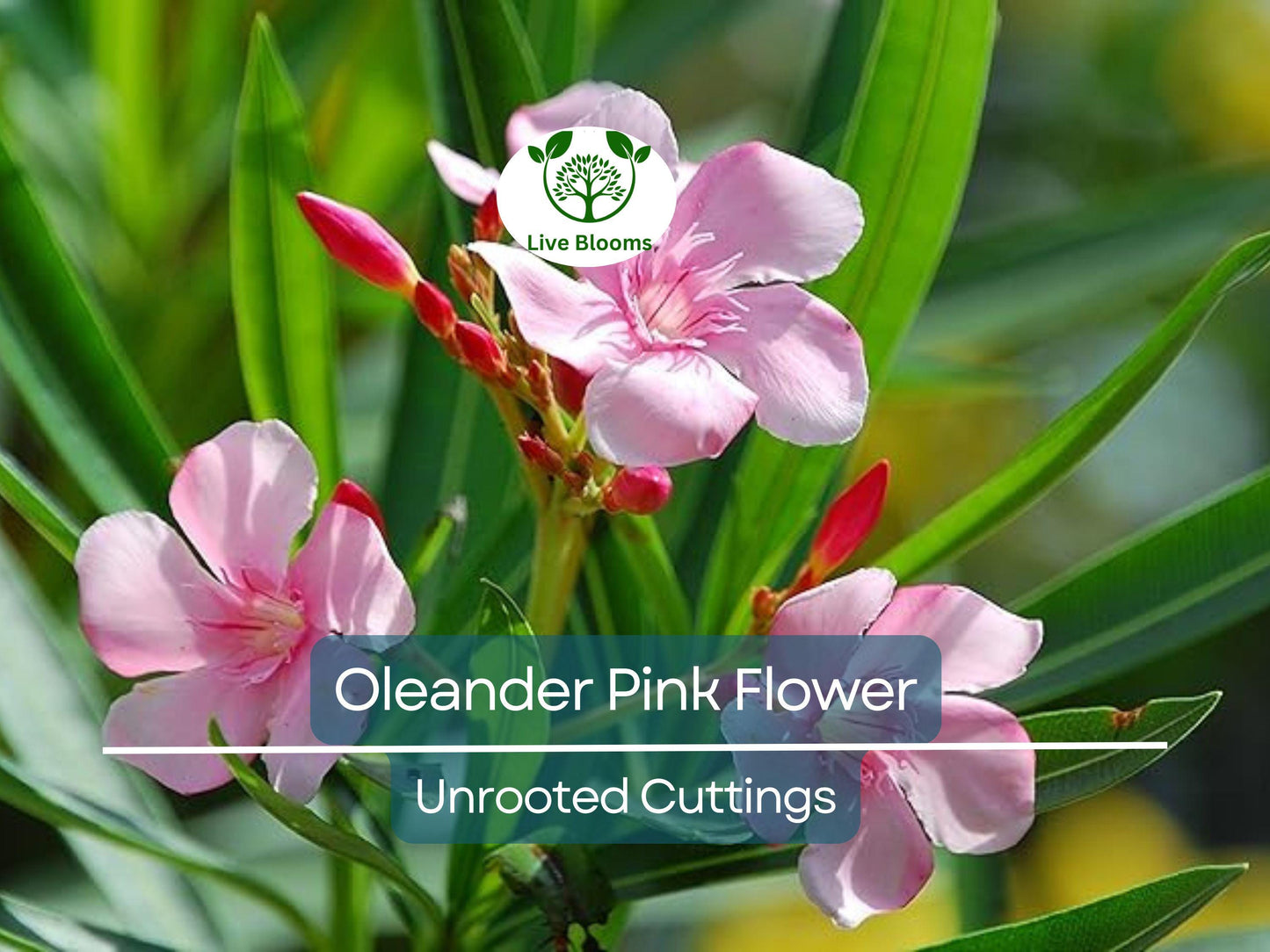 7 Oleander PINK Live Flower Plant Unrooted Cuttings - Nerium oleander, 7" Long, Easy Propagation