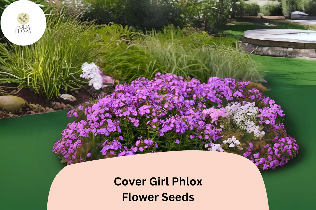 Cover Girl Phlox Seeds - 100+ Lavender-Pink Annual Flower Seeds (Phlox drummondii) with Dark Centers for Vibrant Gardens