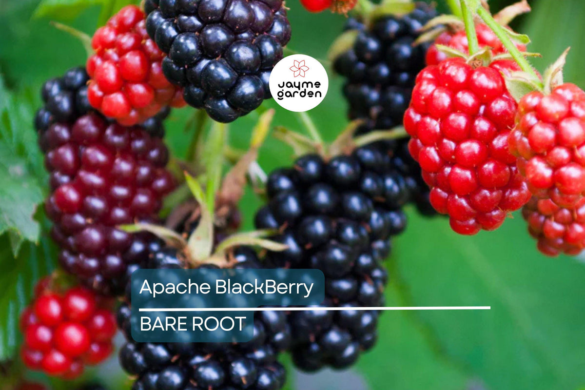3 Bare Root Apache Thornless Blackberry Plants - Rubus fruticosus 'Apache' - High-Yield, Sweet Berries, Easy to Grow, Fruit Bush