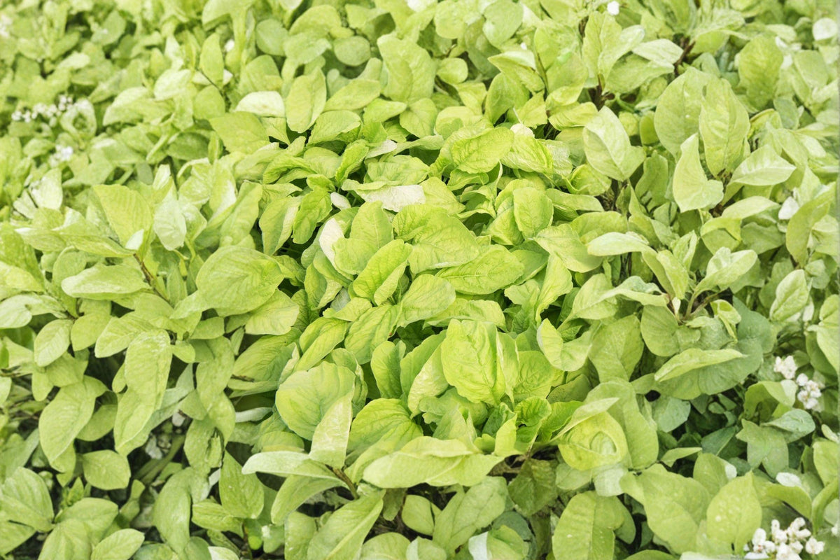 Edible Amaranth Seeds - 500 Heirloom White Light Green | Amaranthus tricolor | Fast Growing Mild Flavor Greens for Gardens